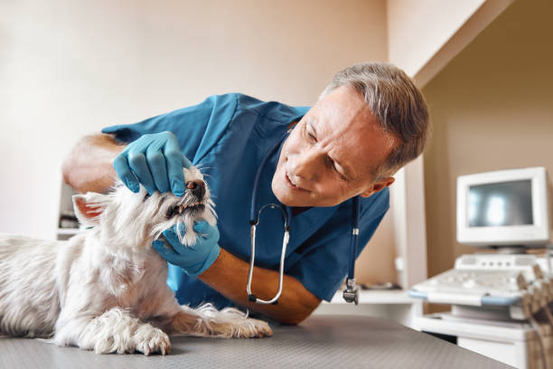 Best Emergency Denture Repair in Forney, TX
